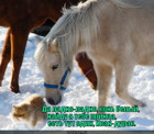 https://lolkot.ru/2011/11/23/naydu-tebe-printsa/