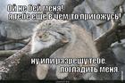 https://lolkot.ru/2013/09/16/ne-bey/