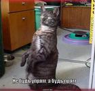https://lolkot.ru/2011/03/11/ne-bud-upryam/