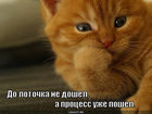 https://lolkot.ru/2011/06/07/ne-doshel/