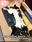 https://lolkot.ru/2012/08/10/ne-doshyol/