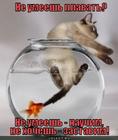 https://lolkot.ru/2012/09/03/ne-hochesh-zastavim/