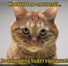https://lolkot.ru/2012/11/20/ne-hotite-po-plohomu/