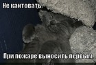 https://lolkot.ru/2011/11/10/ne-kantovat-3/