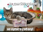 https://lolkot.ru/2011/09/21/ne-kupite-sobaku/