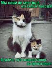 https://lolkot.ru/2012/08/28/ne-mestnyye-2/