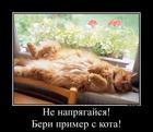 https://lolkot.ru/2013/02/27/ne-napryagaysya-2/