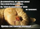 https://lolkot.ru/2016/05/10/ne-nervnaya-tolstaya-rozha/