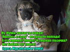 https://lolkot.ru/2016/04/07/ne-otdam-synochka/
