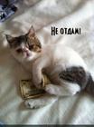 https://lolkot.ru/2012/09/07/ne-otdam-3/