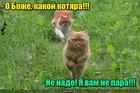 https://lolkot.ru/2016/02/12/ne-para-i-tochka/