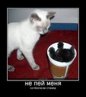 https://lolkot.ru/2011/08/01/ne-pey-menya/