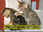 https://lolkot.ru/2012/08/31/ne-plach-2/