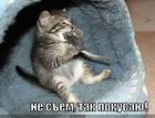 https://lolkot.ru/2010/08/09/ne-sem-tak-pokusayu/