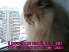 https://lolkot.ru/2011/08/18/ne-takoy-kak-vchera/