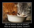 https://lolkot.ru/2016/02/22/ne-tot-format/