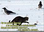 https://lolkot.ru/2011/06/10/ne-valyay-duraka/