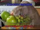 https://lolkot.ru/2011/10/17/ne-vegetarianets/