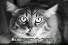 https://lolkot.ru/2010/10/05/ne-vor/