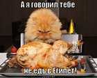 https://lolkot.ru/2011/05/30/ne-yed-v-yegipet/