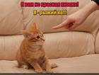 https://lolkot.ru/2016/07/31/ne-zhmi/