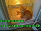 https://lolkot.ru/2012/07/09/ne-znayu-kak-mysh-a-kot-tut-tochno-schas-povesitsya/