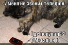 https://lolkot.ru/2012/03/12/ne-zvonit-telefon/