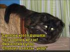 https://lolkot.ru/2015/07/04/nedouchki-krugom/