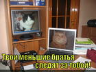 https://lolkot.ru/2015/07/31/nedremlyuschiye-oki/