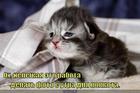 https://lolkot.ru/2011/06/10/nelegkaya-eto-rabota/