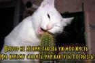 https://lolkot.ru/2015/10/31/nelegkiy-vybor/