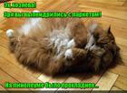 https://lolkot.ru/2016/07/18/nenuzhnyy-vypendrezh/