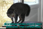 https://lolkot.ru/2015/10/30/neporyadochek/