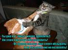 https://lolkot.ru/2015/07/31/nepozvolenets/