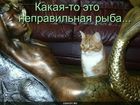 https://lolkot.ru/2010/07/11/nepravilnaya-ryba/