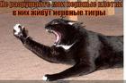 https://lolkot.ru/2010/10/21/nervnyye-kletki/