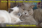 https://lolkot.ru/2012/02/22/nervy-verni/