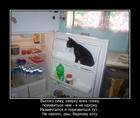 https://lolkot.ru/2017/02/12/nesbytochnyye-plany/