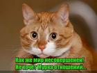 https://lolkot.ru/2016/11/19/nesovershennyy-mir/
