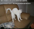 https://lolkot.ru/2010/06/12/net-povesti-uzhasneye/