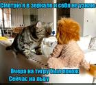https://lolkot.ru/2024/06/04/neuznavatelnyy-obraz/