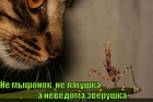 https://lolkot.ru/2010/12/02/nevedoma-zverushka/