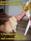 https://lolkot.ru/2016/05/03/neverbalnoye-oskorbleniye/
