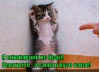 https://lolkot.ru/2015/07/19/nevinovatyy-golopuzik/
