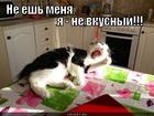https://lolkot.ru/2012/08/23/nevkusnyy/