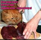 https://lolkot.ru/2015/11/20/nezahochuha/