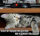 https://lolkot.ru/2012/04/02/ni-odnoy-myshki/