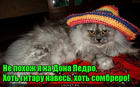https://lolkot.ru/2016/11/23/ni-razu-ne-pohozh/