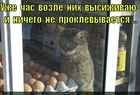 https://lolkot.ru/2011/03/28/nichego-ne-proklyovyvayetsya/