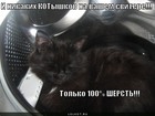 https://lolkot.ru/2011/03/10/nikakih-kotyshkov/